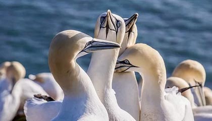 吉安伴游，定制QQ：3494206190微信：act1322